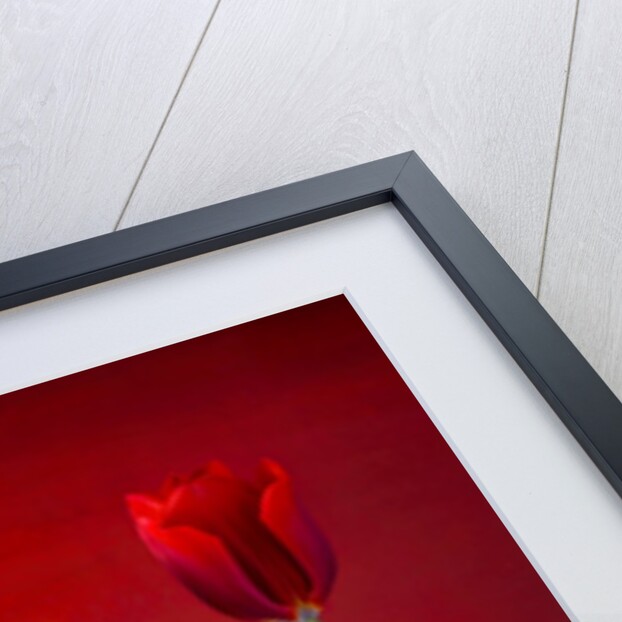 Tulip flowers in a row by Assaf Frank